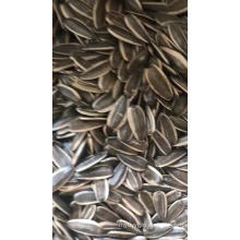 Ventas calientes de calidad superior 363 precio de semilla de girasol chino